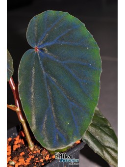 Begonia sp. cf. atricha Black
