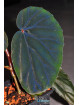 Begonia sp. cf. atricha Black