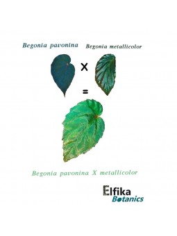 Begonia pavonina x metallicolor