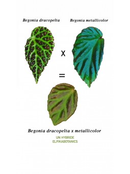 Begonia dracopelta x metallicolor (gxEB21)