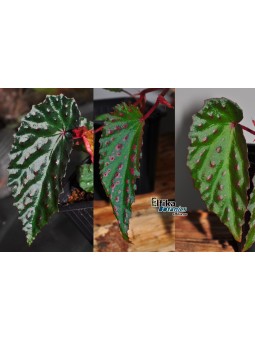 Begonia amphioxus x metallicolor (gxEB21)
