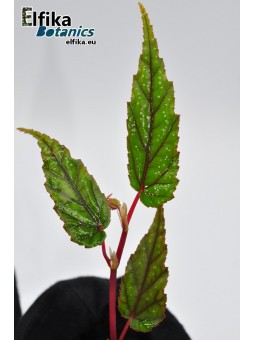 Begonia taiwaniana (Spotted)