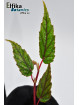 Begonia taiwaniana (Spotted)