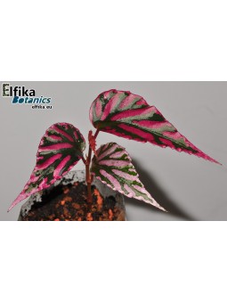 Begonia sp. Julau U684 (c.2)