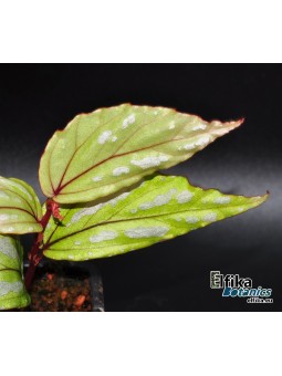 Begonia sp. Riam Piyang