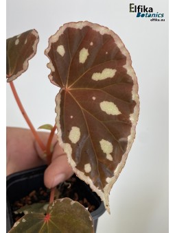 Begonia sp. Spots Sarawak