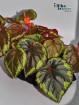 Begonia ignita