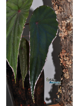 Begonia nothobaramensis