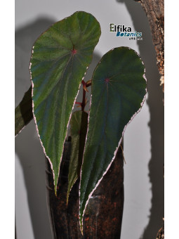 Begonia nothobaramensis