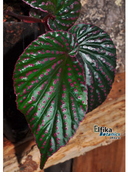 Begonia sp. Saripoï