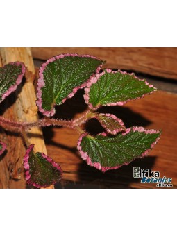 Begonia fulvovillosa