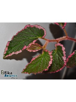 Begonia fulvovillosa
