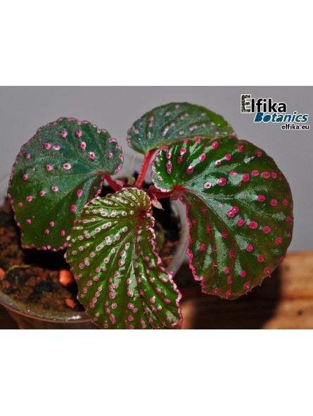 Begonia sp. Saripoï