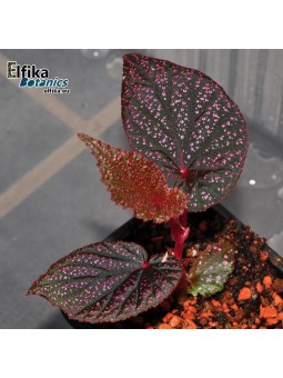 Begonia sp. Pink Metallic Spots