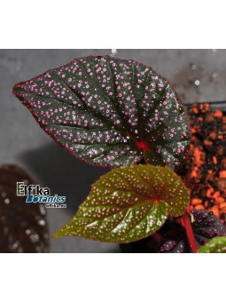 Begonia sp. Pink Metallic Spots