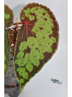 Begonia sp. Umbrella/Melawi (clone 3)
