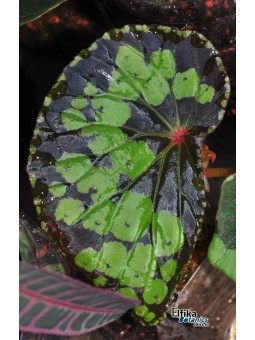 Begonia sp. Umbrella/Melawi (clone 3)
