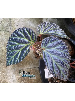 Begonia dracopelta x metallicolor (gxEB21)