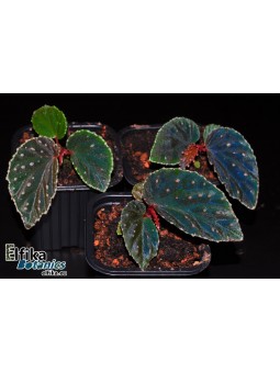 Begonia metallicolor x darthvaderiana (gxEB21)