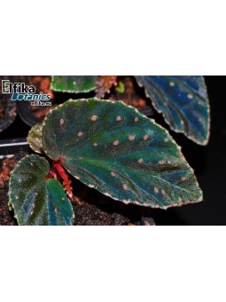 Begonia metallicolor x darthvaderiana