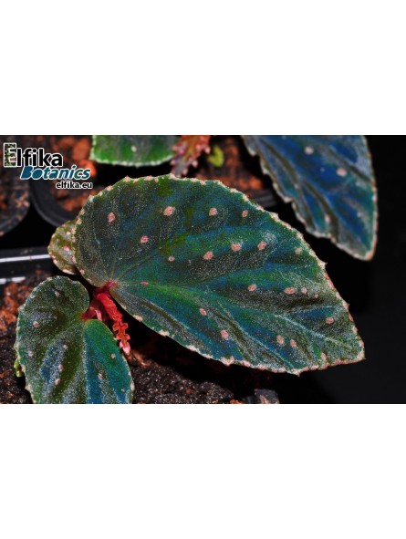 Begonia metallicolor x darthvaderiana