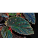 Begonia metallicolor x darthvaderiana