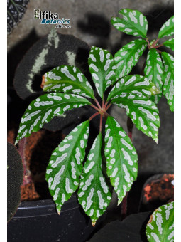 Begonia hemsleyana White Spots