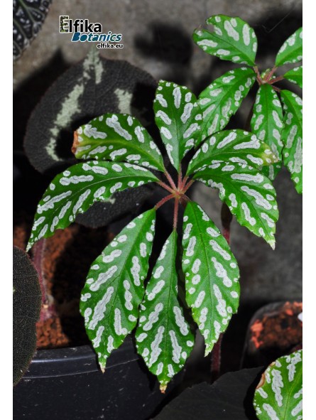 Begonia hemsleyana White Spots