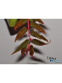 Begonia pteridiformis Red