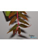 Begonia pteridiformis Red