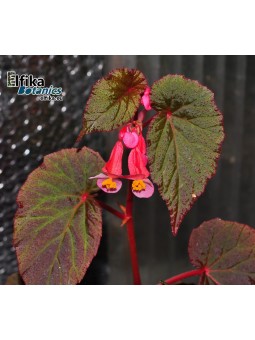 Begonia sp. Pink Metallic Spots