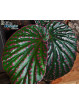 Begonia sp. Saripoï