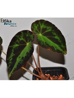 Begonia burkillii (Variegated, male)