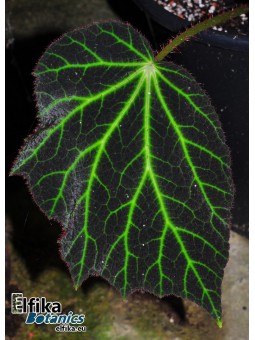 Begonia amphioxus