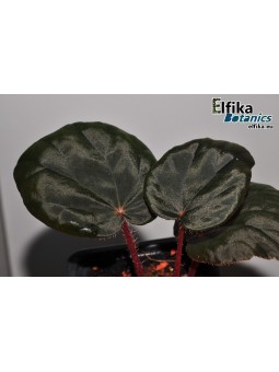 Begonia sp. Blue Red U497
