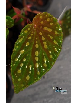 Begonia chlorosticta x metallicolor (gxEB22)