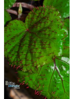 Begonia limprichtii