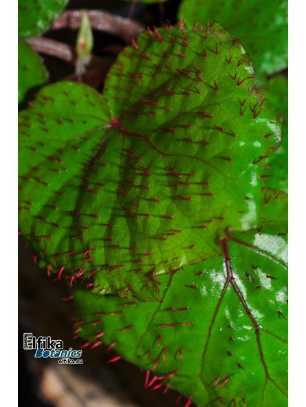 Begonia limprichtii