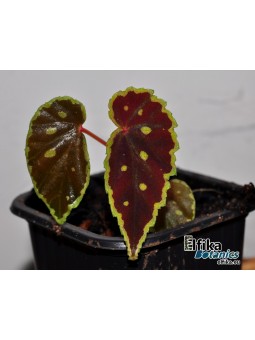 Begonia chlorosticta x darthvaderiana (gxEB22)