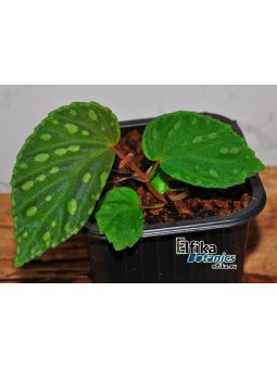 Begonia chlorosticta x metallicolor (gxEB22)