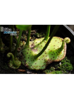 Lecanopteris mirabilis