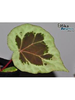 Begonia sp. dongoranensis