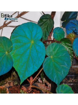 Begonia pavonina (Green)