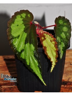 Begonia sp. U679