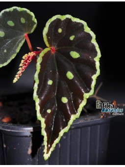 Begonia chlorosticta x darthvaderiana (gxEB22)