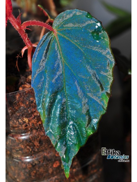 Begonia pavonina x metallicolor