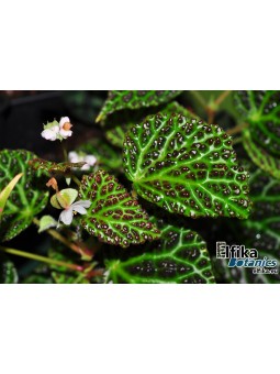 Begonia dracopelta