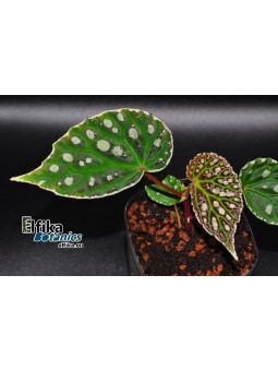 Begonia dracopelta x sp. Umbrella (gxEB22)