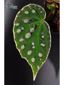 Begonia dracopelta x sp. Umbrella (gxEB22)