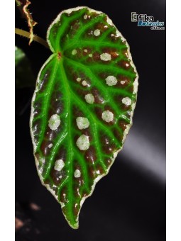 Begonia dracopelta x sp. Umbrella (gxEB22)